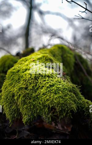 Nahaufnahme von Kissenmoos in den Wäldern, isoliert auf einem verschwommenen Hintergrund Stockfoto