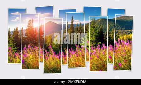 Isolierte zehn-Bilder-Collage von blühenden rosa Blumen im Bergtal im Juni. Malerischer Sommervierg der Karpaten. Verspottet Stockfoto