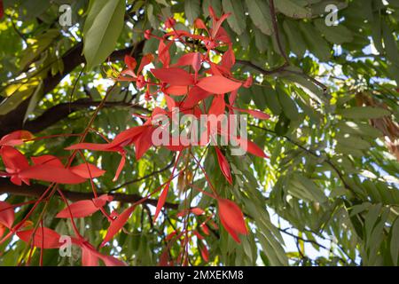 Roter Stolz der Birma-Blumen, Amherstia nobilis auf dem Baum, auch bekannt als Pride of Birma, der Orchideenbaum. Stockfoto