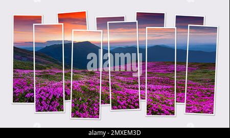 Isolierte zehn-Bild-Collage von blühenden rosa Rhododendron-Blüten im Bergtal. Fantastische Sommerszene der Karpaten im Jun Stockfoto