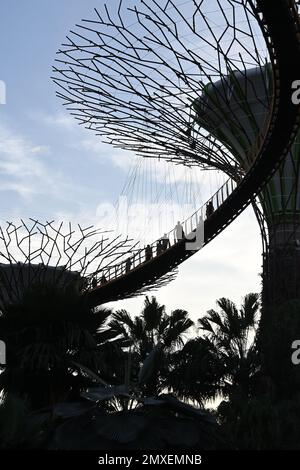 Silhouette von Menschen, die auf einer Brücke in Supertree Grove gehen, baumähnliche Strukturen, die eine Vielzahl von Funktionen erfüllen, einschließlich Pflanzen und shadi Stockfoto