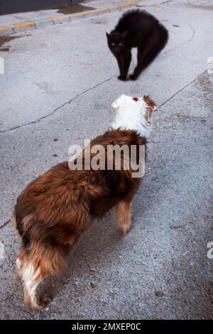 Eine Katze hat Angst, einen Hund zu finden Stockfoto