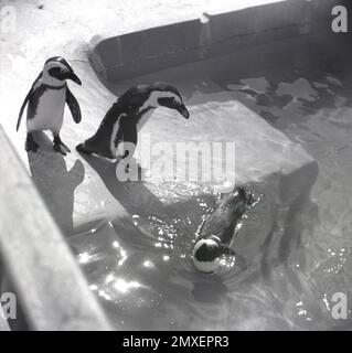 1950er, historisch, Blick von oben auf drei Pinguine, die ihren Wasserpool betreten, Chester Zoo, England, Großbritannien. Stockfoto