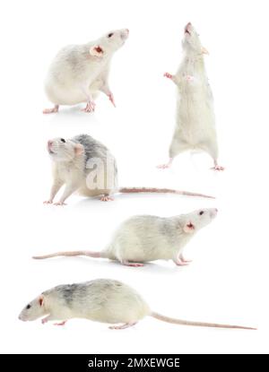 Set of cute little rats on white background Stockfoto