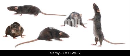 Set of cute little rats on white background. Banner design Stockfoto