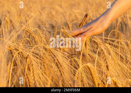 Weibliche Hand berührt den Weizen mit dem goldenen Ohr, streichelt die Ohren Weizenkörner, Konzept natürliche Landwirtschaft, Sommerernte, landwirtschaftliche Industrie. Stockfoto