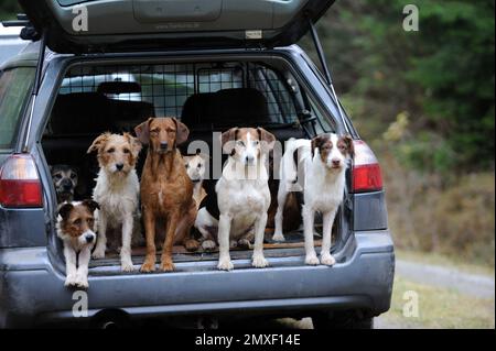 Driftjagd, Tremhof Jagdgebiet, Main-Spessart Stockfoto