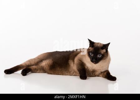 Siamesische Kat. Studio-Fotoshooting. Isoliert auf weißem Hintergrund Stockfoto