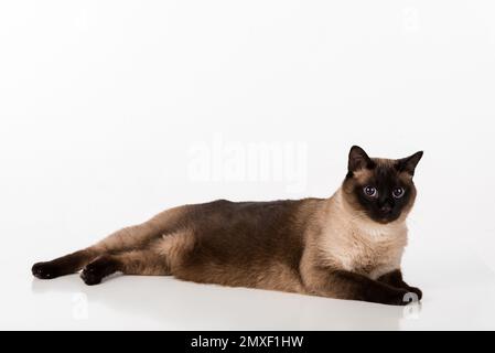 Siamesische Kat. Studio-Fotoshooting. Isoliert auf weißem Hintergrund Stockfoto