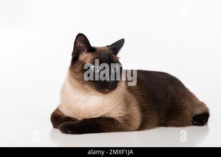 Siamesische Kat. Studio-Fotoshooting. Isoliert auf weißem Hintergrund Stockfoto