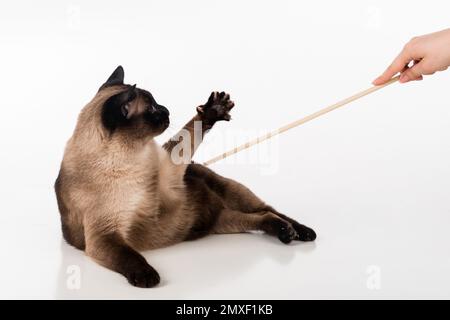 Siamesische Kat. Studio-Fotoshooting. Isoliert auf weißem Hintergrund Stockfoto