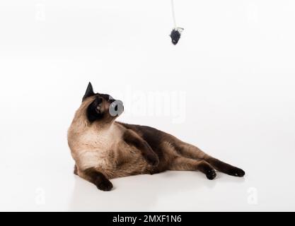 Siamesische Kat. Studio-Fotoshooting. Isoliert auf weißem Hintergrund Stockfoto