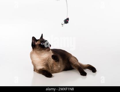 Siamesische Kat. Studio-Fotoshooting. Isoliert auf weißem Hintergrund Stockfoto