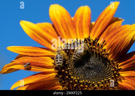 Die Sonnenblume wird bestäubt von einer Biene, Pflanzenwelt, Tierwelt , APIs mellifera Stockfoto