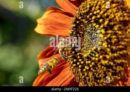 Die Sonnenblume wird bestäubt von einer Biene, Pflanzenwelt, Tierwelt , APIs mellifera Stockfoto