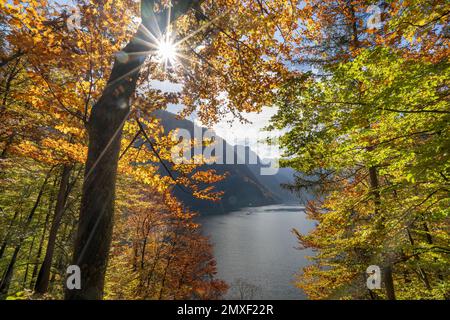Die Königsseeschifffahrt auf dem See in der Stimmung des Herbstes am Königssee im Berchtesgadener Land, Oberbayern, Deutschland, Stockfoto