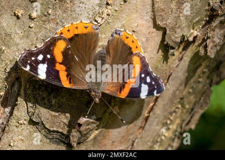 Der Admiral (Vanessa atalanta, SYN.: Pyrameis atalanta) - Schmetterling, Falter Stockfoto