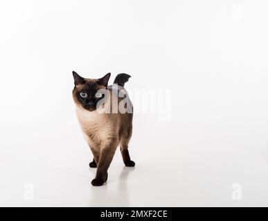 Siamesische Kat. Studio-Fotoshooting. Isoliert auf weißem Hintergrund Stockfoto