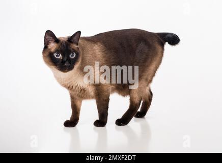 Siamesische Kat. Studio-Fotoshooting. Isoliert auf weißem Hintergrund Stockfoto