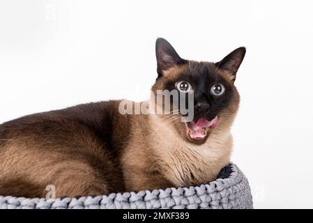 Siamesische Kat. Studio-Fotoshooting. Isoliert auf weißem Hintergrund Stockfoto