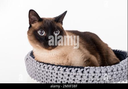 Siamesische Kat. Studio-Fotoshooting. Isoliert auf weißem Hintergrund Stockfoto