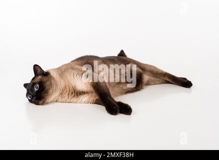 Siamesische Kat. Studio-Fotoshooting. Isoliert auf weißem Hintergrund Stockfoto