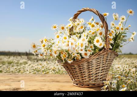 Korb mit wunderschönen Kamillen auf Holztisch im Feld Stockfoto