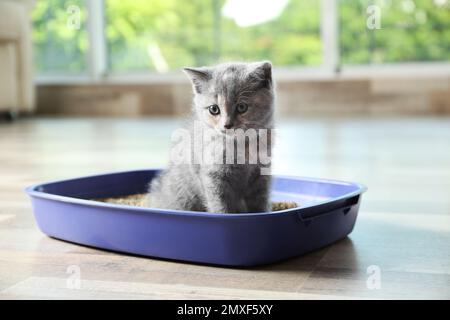 Süßes britisches Shorthair-Kätzchen in einer Katzenschachtel zu Hause Stockfoto