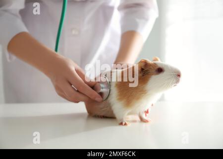 Weibliche Tierärztin untersucht Meerschweinchen in der Klinik, Nahaufnahme Stockfoto