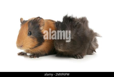 Süße lustige Meerschweinchen auf weißem Hintergrund Stockfoto