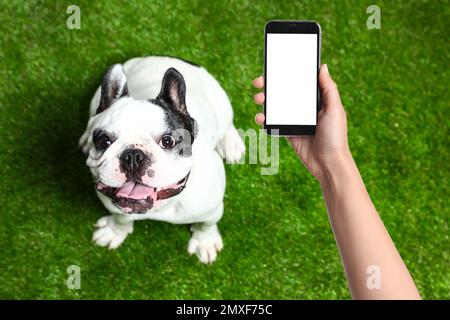 Frau fotografiert süßen Hund auf grünem Gras, Nahaufnahme. Hübsches Haustier Stockfoto