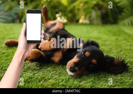 Frau fotografiert süßen, flauschigen Hund auf grünem Gras, Nahaufnahme. Hübsches Haustier Stockfoto