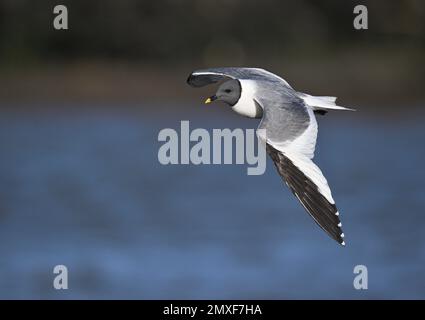 Sabines Möwe - Xema-Sabini Stockfoto
