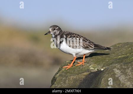 Steinwälzer - Arenaria intepres Stockfoto