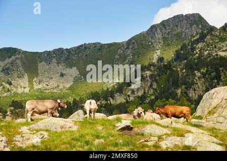 Rinder mit Bergen im Hintergrund im Nationalpark Aigüestortes i Estany de Sant Maurici (Aran-Tal, Lleida, Pyrenäen, Cataluña, Spanien) Stockfoto