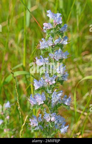 Blütenblatt der blauen Viper, Echium vulgare Stockfoto