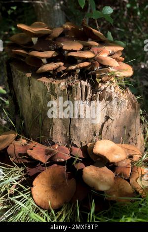 Pilze auf einem Baumstamm. Felder in Matarranya. Eine Region der Provinz Teruel, Spanien Stockfoto