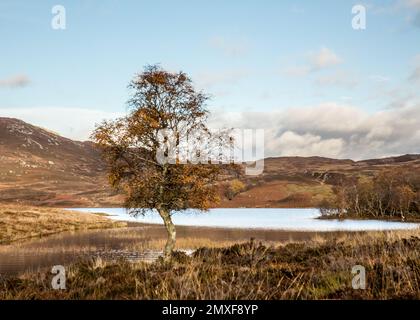 Die Landschaft rund um Loch Tarff in den schottischen Highlands. November 2013 Stockfoto