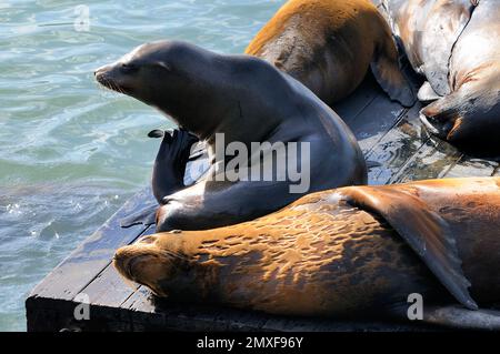 Gruppe von Seelöwen, die sich in der Sonne auf einem Dock am Wasser sonnen und ihr natürliches Verhalten in einer ruhigen Küstenumgebung zeigen. Stockfoto