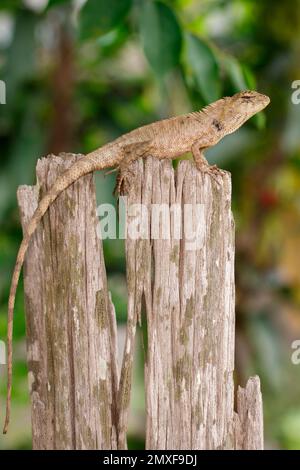 Bild von braunem Chamäleon auf den Baumstümpfen auf dem natürlichen Hintergrund. Reptil. Tier. Stockfoto