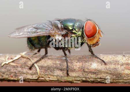 Bild einer Fliege (Diptera) auf einem braunen Ast. Insekten. Ein Tier. Stockfoto