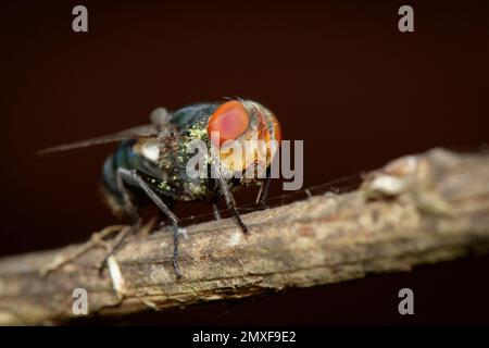 Bild einer Fliege (Diptera) auf einem braunen Ast. Insekten. Ein Tier. Stockfoto