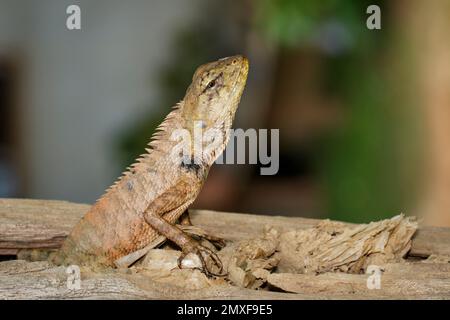 Bild von braunem Chamäleon auf den Baumstümpfen auf dem natürlichen Hintergrund. Reptil. Tier. Stockfoto