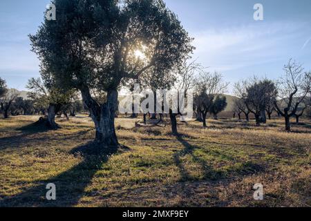 Felder in Matarranya. Eine Region der Provinz Teruel, Spanien Stockfoto