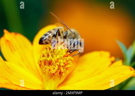 Bild von Biene oder Honigbiene auf gelbe Blume sammelt Nektar. Goldene Honigbiene auf Blütenpollen. Insekt. Tier Stockfoto