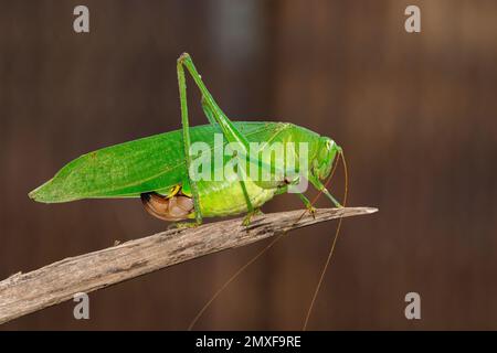 Bild: Grüner Buschkricket-Heuschrecken auf braunem Ast. Insekten. Ein Tier. Stockfoto