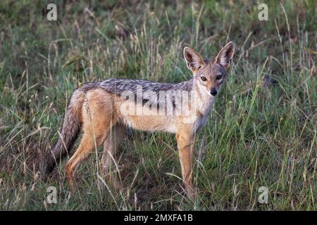 Schwarzer Schakal (Canis mesomelas), Masai Mara National Reserve, Kenia Stockfoto