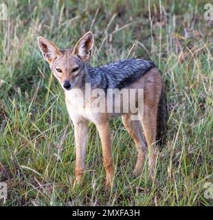Schwarzer Schakal (Canis mesomelas), Masai Mara National Reserve, Kenia Stockfoto