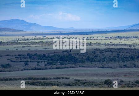 Landschaft, Savanne, Masai Mara Nationalpark, Kenia Stockfoto