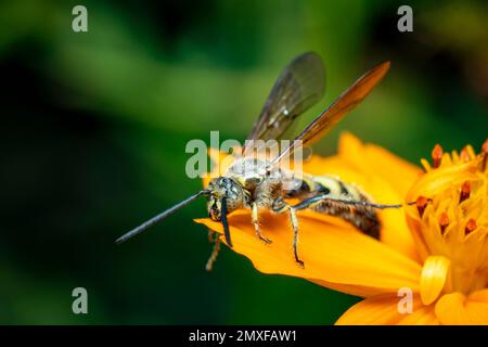 Bild von Bienenwolf oder Bienenwölfen (Philanthus) auf gelber Blume auf natürlichem Hintergrund. Sind Bienenjäger oder Bienenmörder Wespen., Insekt. Tier. Stockfoto